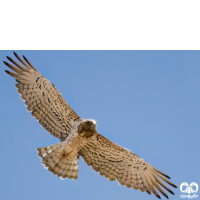 گونه عقاب مارخور Short-toed Eagle